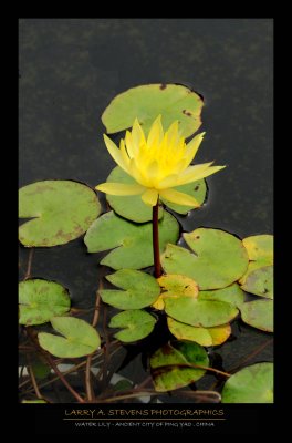 Yellow - WATER LILY
