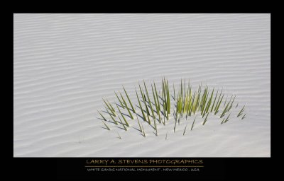 Grass and Sand - WHITE SANDS NM
