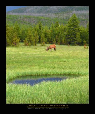 YELLOWSTONE NP