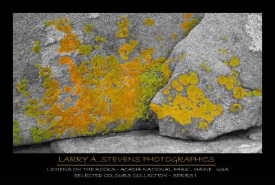 ACADIA NP - Lichens on a Rock