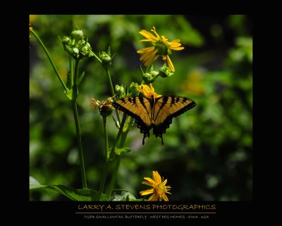 Butterfly - Tiger Swallowtail 2
