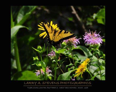 Butterfly - Tiger Swallowtail 3