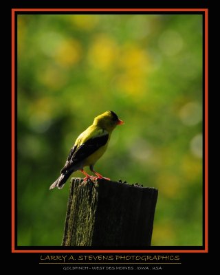 Goldfinch on Fence Post