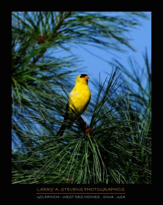 Goldfinch