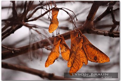 Seeds in Winter