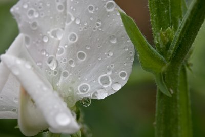 Water drops and aphid on white Sweet Pea