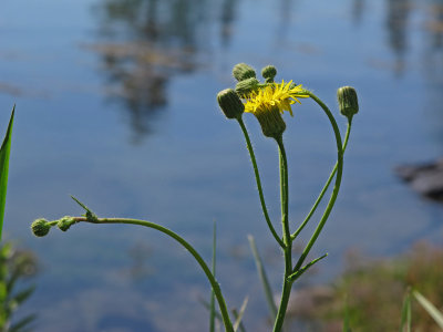 Sow Thistle