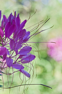 Cleome the spider flower!