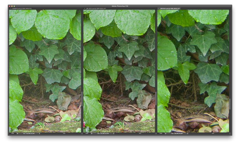 Nikon D800 vs Canon Eos-5Dmk2 (with a brief Leica M9 appearance)