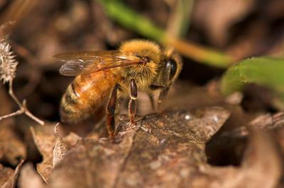honeybee on ground