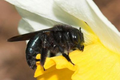 large bee on daffodil