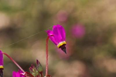 lone shooting star with web