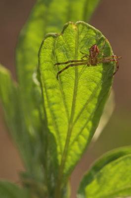 tiny spider on leaf