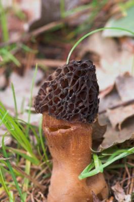 Morel mushrooms.