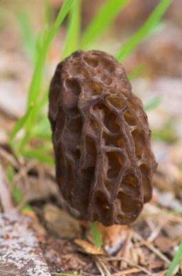 Tasty morels in the yard.