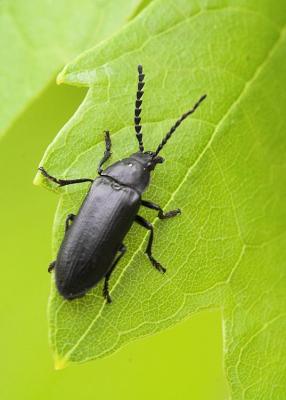 beetle on leaf.  105mm VR.
