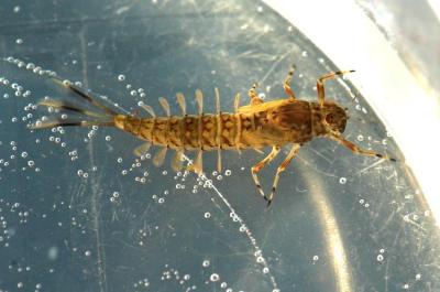 Ameletus mayfly nymph.