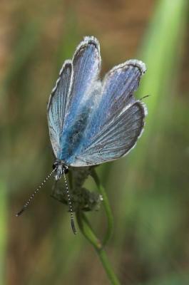 Boisduval's Blue (Plebeius icarioides) or Mission Blue?
