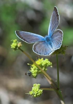 Boisduval's Blue /(Plebeius icarioides)?