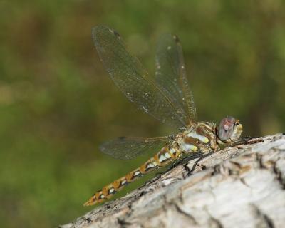  yellow Manzanita Lake dragonfly