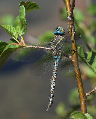 amazing blue manzanita dragonfly, after gorging on mayflies.