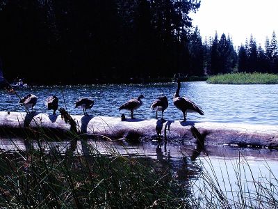 ducks on log at manzanita lake