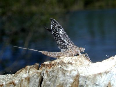 manzanita lake Gray Drake mayfly