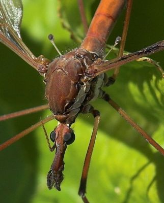 Giant Crane Fly, scientific name: Holorusia rubiginosa,  Kilarc Lake, Whitmore, California
