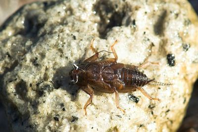 stonefly shuck, Manzanita Lake