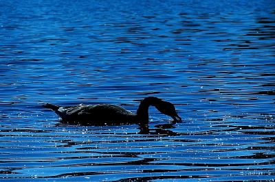 A duck enjoying the evening hatch, Manzanita Lake.