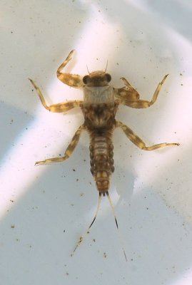 manzanita crawler nymph2