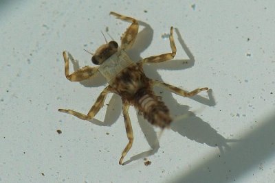 manzanita crawler nymph