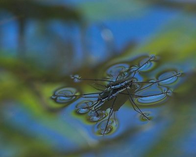 two water striders