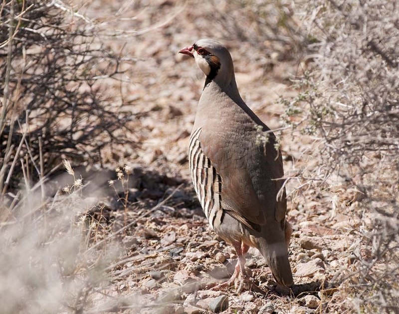 Chukar 0106