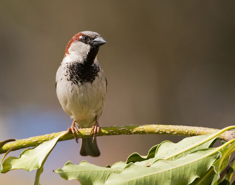 House Finch 72