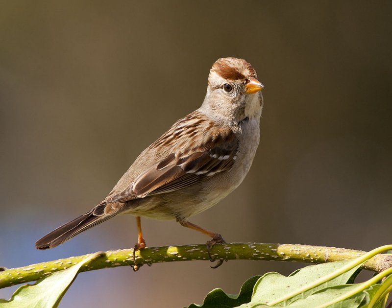 Chirping Sparrow 68