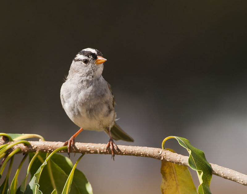 White Crowned Sparrow 50