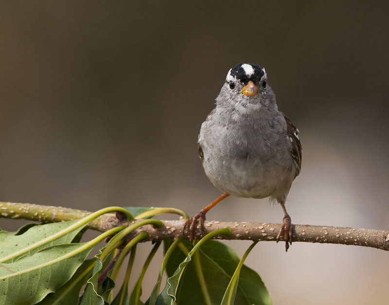 White Crowned Sparrow 34
