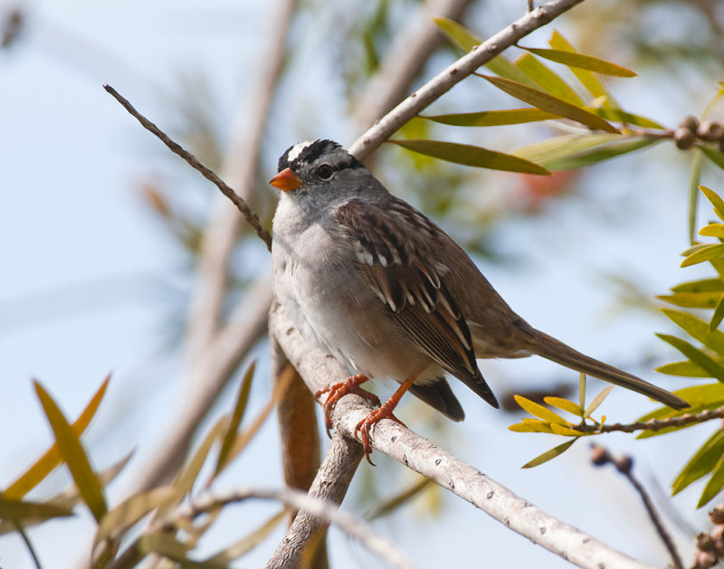 White Crowned Sparrow 259