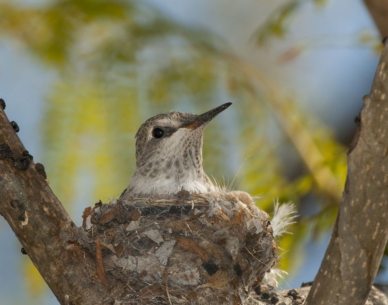 One Left the Nest Yesterday 52