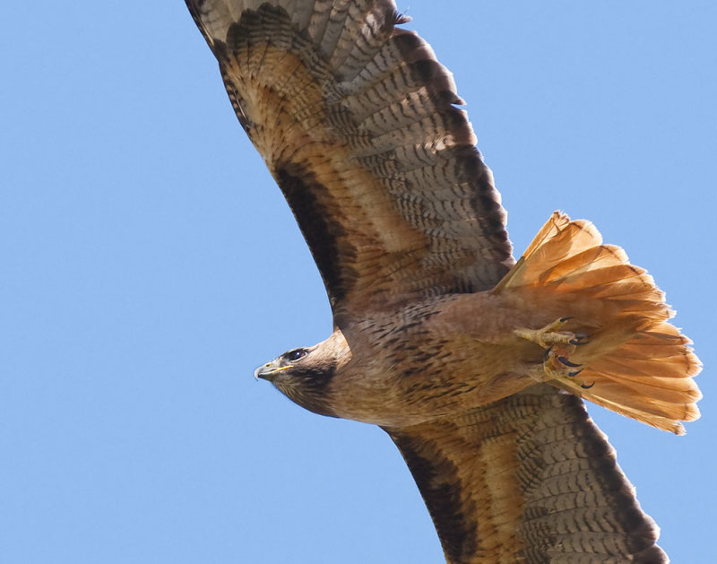 Red-Tailed Hawk 17