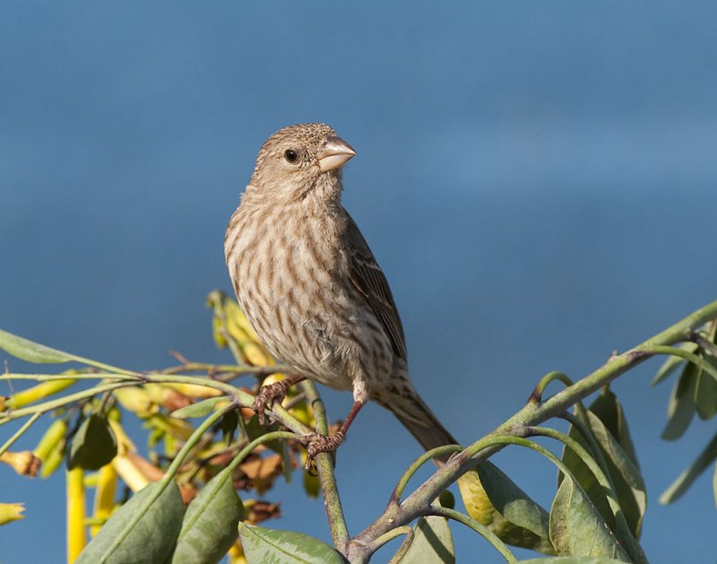 Female Finch 48