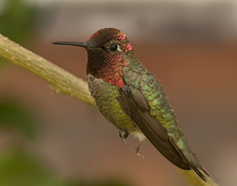 Annas Hummingbird 35