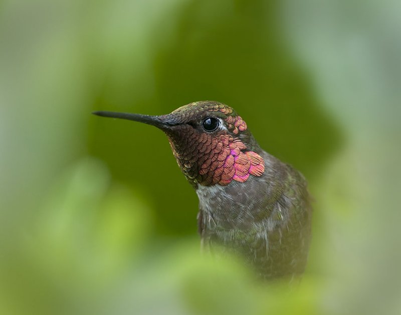 Anna's Hummingbird Through the Tree 54