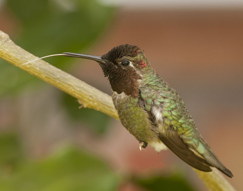 Anna's Hummingbird 123