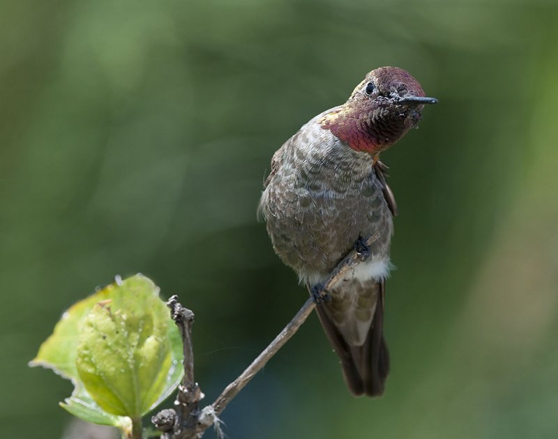 Anna's Hummingbird 36