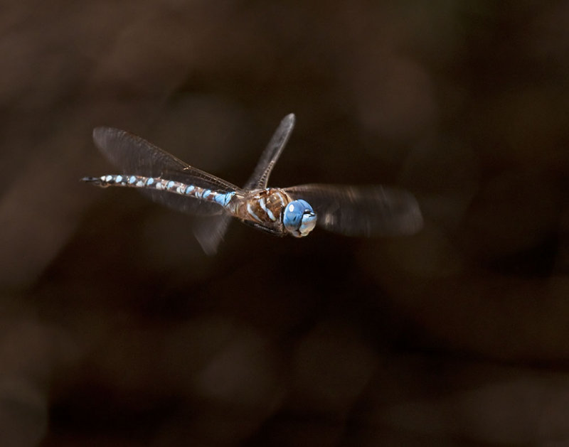 Blue Eyed Darner 388