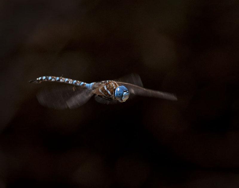 Blue Eyed Darner 387