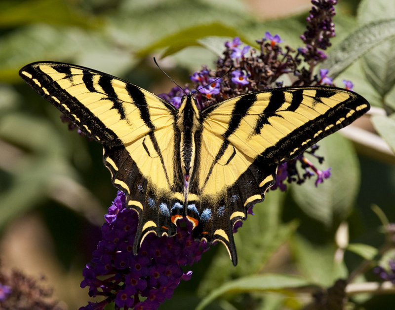 Tiger Swallowtail 354