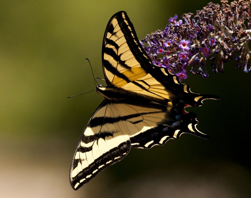 Tiger Swallowtail 343